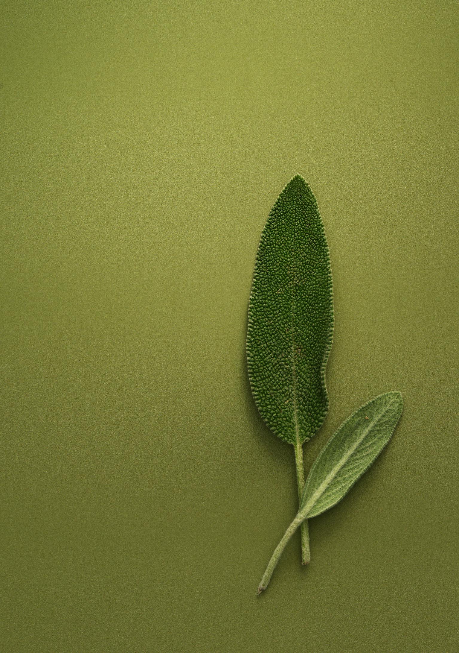 3 TD Sage Drizzle 1 3.TD-Sage-Drizzle-1.jpg